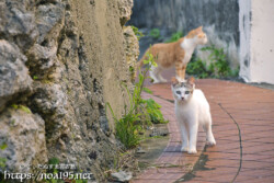 路地で出会った島猫-佐良浜集落