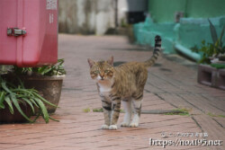 路地で出会った島猫-佐良浜集落