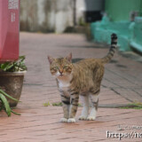 路地で出会った島猫-佐良浜集落