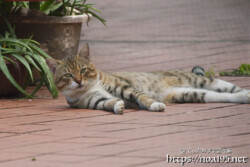 路地でくつろぐ島猫-佐良浜集落