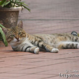 路地でくつろぐ島猫-佐良浜集落