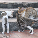階段に集まった島猫-佐良浜集落