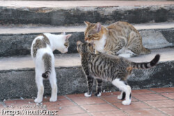 階段に集まった島猫-佐良浜集落