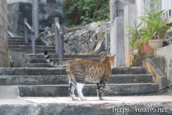 階段に佇む島猫-佐良浜集落