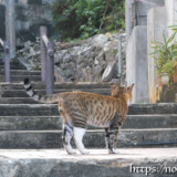 階段に佇む島猫-佐良浜集落
