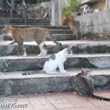 階段でくつろぐ島猫-佐良浜集落