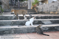 階段でくつろぐ島猫-佐良浜集落