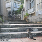 解散の下の島猫-佐良浜集落