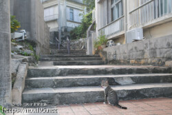 解散の下の島猫-佐良浜集落