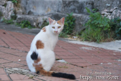 路地にいた島猫-佐良浜集落