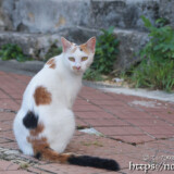 路地にいた島猫-佐良浜集落