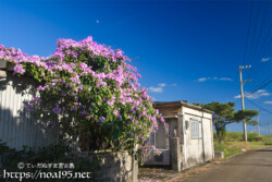 屋根から垂れ下がる花のカーテン-ニンニクカズラ