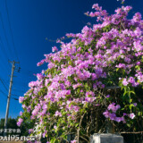 青空から降り注ぐ満開の花々-ニンニクカズラ