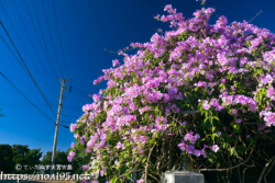 青空から降り注ぐ満開の花々-ニンニクカズラ