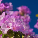 ピンクのブーケ-ニンニクカズラ