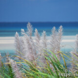 さとうきびの穂と青い海