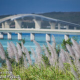 さとうきびの穂と伊良部大橋