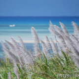 さとうきびの穂と青い海
