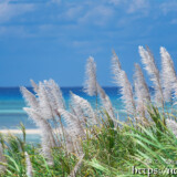 さとうきびの穂と青い海