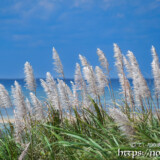 さとうきびの穂と青い海