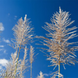 青空に向かってのびるさとうきびの穂