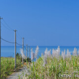 さとうきびの穂と青い海
