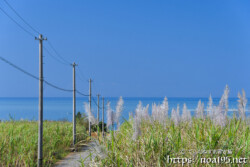 さとうきびの穂と青い海