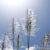 銀色に輝くさとうきびの穂