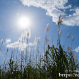 青空に向かってのびるさとうきびの穂