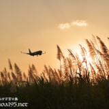 夕陽に染まるさとうきびの穂と飛行機
