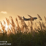 夕陽に染まるさとうきびの穂と飛行機