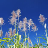 青空に向かってのびるさとうきびの穂