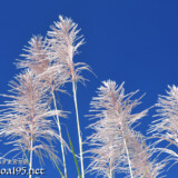 青空に向かってのびるさとうきびの穂