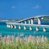 さとうきびの穂と伊良部大橋