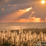 さとうきびの穂と天使の梯子