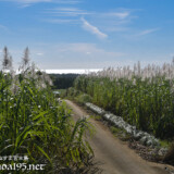 冬のさとうきび畑