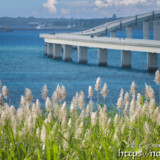 さとうきびの穂と伊良部大橋