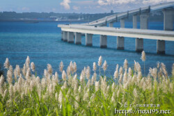 さとうきびの穂と伊良部大橋