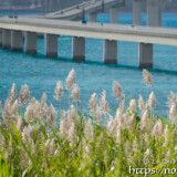 さとうきびの穂と伊良部大橋