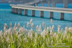 さとうきびの穂と伊良部大橋