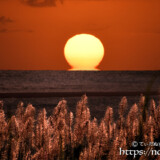 さとうきびの穂とだるま夕陽