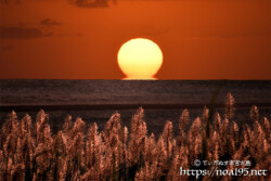 さとうきびの穂とだるま夕陽