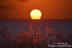 さとうきびの穂とだるま夕陽