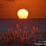 さとうきびの穂とだるま夕陽