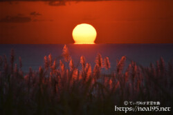 さとうきびの穂とだるま夕陽