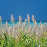 さとうきびの穂と青い海