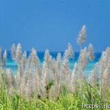 さとうきびの穂と青い海