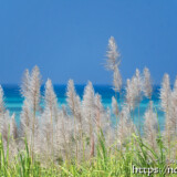 さとうきびの穂と青い海