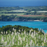 さとうきびの穂と青い海