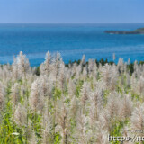 さとうきびの穂と青い海
